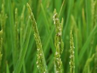 biosud floraison du riz